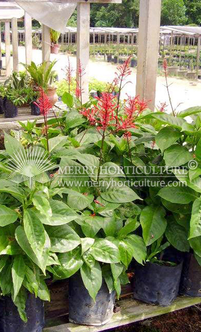 Salvia splendens red